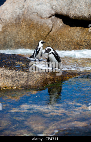 Zwei afrikanische Pinguine zu Fuß auf den Felsen und im Wasser, am Boulders Beach, Simons Town, Südafrika. Stockfoto