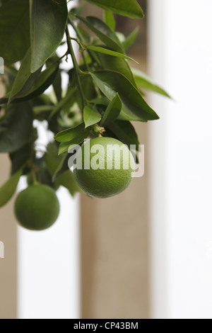 Orange oder Limetten wachsen auf einem auf einem Baum in Cáceres, Extremadura, Spanien Stockfoto