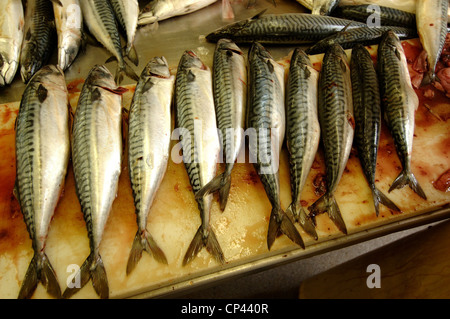 Deutschland - Bremen - Bremerhaven. Franke-Fischerei-Industrie. Frischer Fisch Stockfoto