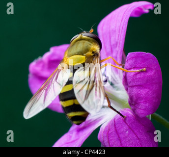 Wespe auf dem Woodland Geranie Blume Stockfoto