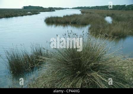 Botanik - Juncacee - dornigen Rush (Juncus Acutus L.) in einem Sumpf. Toskana, Maremma-Naturpark Stockfoto