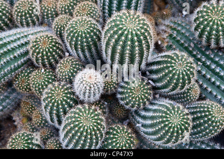 Rote Lampe Kaktus Echinopsis Huascha Botanischer Garten St. Andrews Fife Schottland Stockfoto