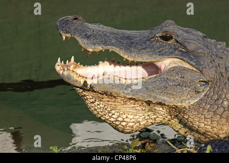 Leiter der ein amerikanischer alligator Stockfoto