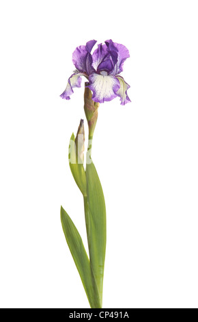 Ergeben Sie sich mit lila und weißen Iris Blume isoliert Stockfoto