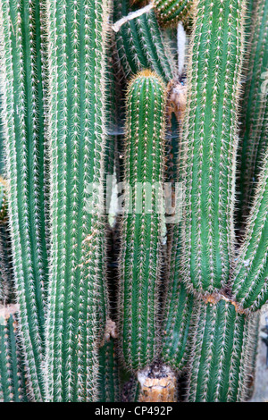 Golden Torch Kaktus Echinopsis Spachiana Kaktus Botanischer Garten St. Andrews Fife Schottland Stockfoto