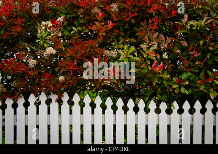 Greytown, Nordinsel, Neuseeland Stockfoto