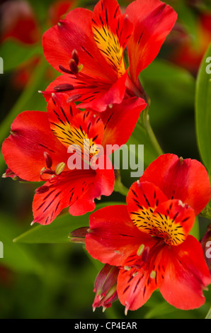 Greytown, Nordinsel, Neuseeland Stockfoto