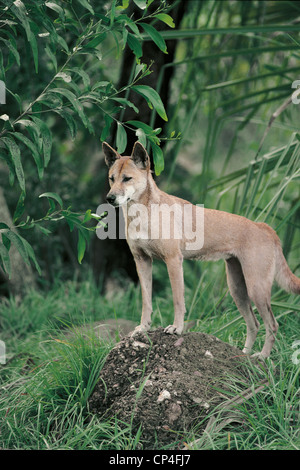 Australien - Northern Territory, Darwin. Tierwelt-Entdeckung. Dingo (Canis Lupus Dingo). Stockfoto