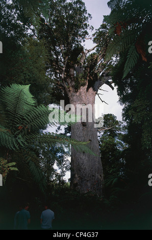Neue Zealand North Island Northland Waipoua Kauri Forest. Tane Mahuta (König des Waldes), gigantischen Exemplar der Kauri-Baum (Agathis Stockfoto