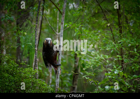 Kaka, Ulva Island, Neuseeland Stockfoto