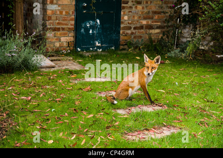 Urban Fuchs im Garten Stockfoto