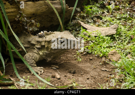 Tuatara, Invercargill, Südinsel, Neuseeland Stockfoto