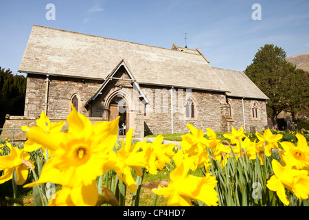 Frühling-Narzissen in Str. Patricks Kirche, Patterdale, Lake District, Großbritannien. Stockfoto