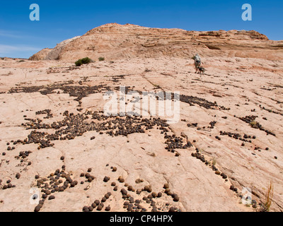 Moqui-Kugeln im Grand Staircase-Escalante National Monument, Utah Stockfoto