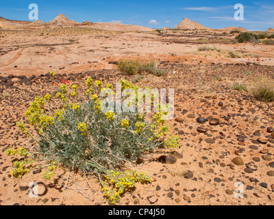 Blühende Blume in einem Feld von Moqui Kugeln im Grand Staircase-Escalante National Monument, Utah. Stockfoto