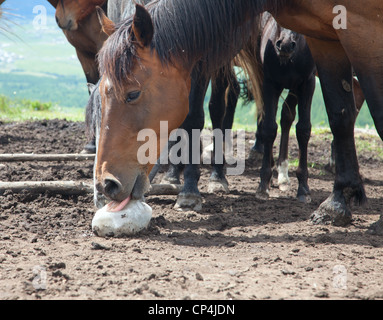 Pferd leckt Steinsalz auf der Alm Stockfoto