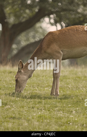Red Deer Doe Weiden Stockfoto