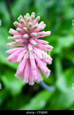 Forest Lily Veltheimia Bracteata Botanischer Garten St. Andrews Fife Schottland Stockfoto