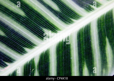 Zebra Pflanzen Calathea Zebrina Botanischer Garten St. Andrews Fife Schottland Stockfoto