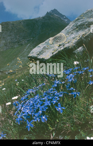 Valle d ' Aosta - Cogne (AO) - Tal Urtiers. Blühender Enzian (Gentiana Verna). Stockfoto