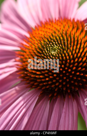Makroaufnahme von Purple Coneflower Echinacea purpurea mit detaillierten Blütenblättern und Kegel. Wunderschöne rosa und violette Blüten für Natur und Gartenarbeit. Stockfoto
