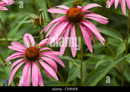 Violett-violett-rosa Blüten von Purple Coneflower Echinacea purpurea, die in einem Garten blühen. Gartenbau, Gartenbau und Natur aus nächster Nähe. Stockfoto