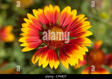 Gelbe und rote Blume Nahaufnahme von gemeinsamen Decke Blume, Gaillardia Aristata, Asteraceae Stockfoto