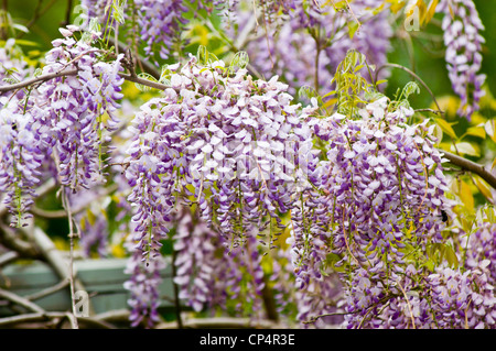 Schöne blassviolette lila lila rosa Blüten einer Wisteria Kletterrebe in voller Blüte im Frühling. Stockfoto