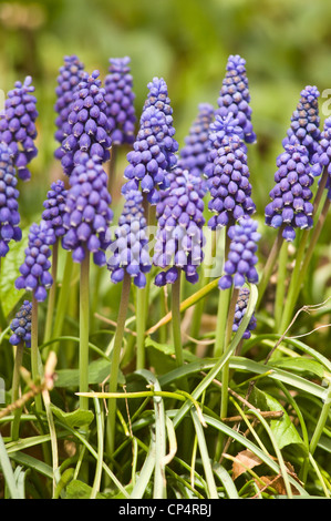 Viele blaue Frühlingsblumen von Muscari, Schleierkraut, Grape Hyacinth, Asparagaceae Stockfoto