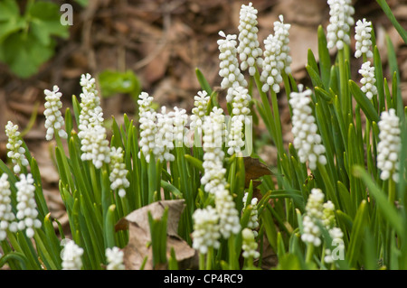 Weiße Frühlingsblumen von Muscari, Baby's Atem, Traubenhyazinthe, Sparagaceae blühen in einem Garten. Schöne weiße Sorte blüht aus nächster Nähe. Stockfoto