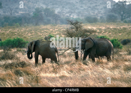 Zoologie - Proboscideans - Elefantidi - afrikanischer Elefant (Loxodonta Africana). Kenya, Samburu National Reserve. Stockfoto