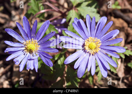 Violett-violett-blaue Blüten der griechischen Windblume, Anemone blanda, in voller Blüte. Schöne Gartensorte mit gelben Zentren und zarten Blütenblättern. Stockfoto