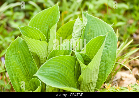 Tiefgrüne Blätter von Hosta in einem Garten. Lebendiges Laub für Gartenbau, Gartenbau und Landschaftsgestaltung. Stockfoto