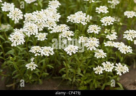 Immergrüne Süßigkeiten, ausdauernde Süßigkeiten, Iberis sempervirens blüht mit kleinen weißen Blumen und grünem Laub in einem Garten. Stockfoto