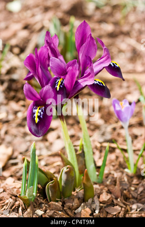 Leuchtende lila und violette Iris reticulata Blüten in einem Gartenbeet mit Mulch, frühe Frühlingsilie in Nahaufnahme. Stockfoto