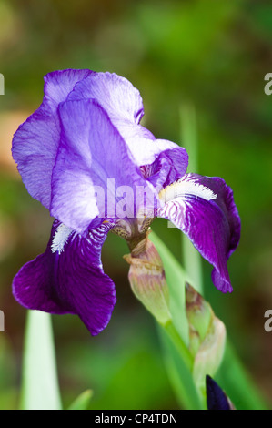 Blass blau weiß violett lila eine Bartiris Blume Nahaufnahme Stockfoto