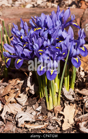 Blaue Iris Reticulata Blumen Stockfoto