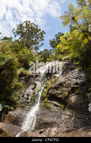 Fairy Falls Wasserfall inmitten von Bäumen und bewölktem Himmel in Henderson Valley, Auckland, Neuseeland Stockfoto