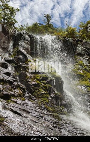 Fairy Falls Wasserfall inmitten von Bäumen und bewölktem Himmel in Henderson Valley, Auckland, Neuseeland Stockfoto