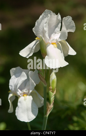 Nahaufnahme von zwei blassblau weißen bärtigen Irisblumen, die in einem Garten mit einem weichen grünen Hintergrund blühen. Stockfoto