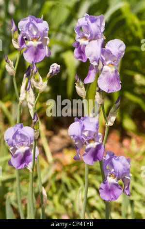 Blassviolett lila sechs bärtige Irisblume blüht in einem sonnigen Garten mit grünem Laubhintergrund. Stockfoto