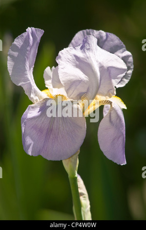 Nahaufnahme einer blassblauen, weißen, gelbbbärtigen Iris, die in einem Garten blüht und zarte Blütenblätter und leuchtende Farben zeigt. Stockfoto