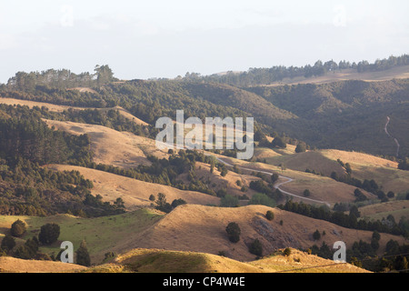 Eine pastorale Szene mit goldenen Grasberge, Weideland mit Baumbestand im nördlichen Neuseeland entdeckt Stockfoto