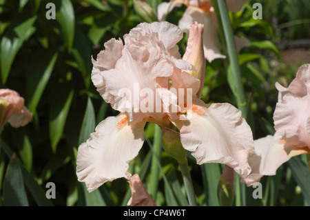 Eine wunderschöne weiße, rosa bärtige Irisblume in voller Blüte mit zarten Rüschenblättern in einem sonnigen Garten im Freien. Stockfoto