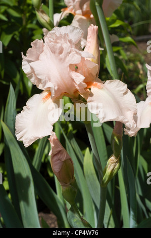 Nahaufnahme einer weißen rosa bärtigen Irisblume, die in einem Frühlingsgarten mit grünem Laub und Knospen blüht. Stockfoto