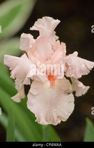 Eine einzelne blassrosa weiße bärtige Irisblume mit Rüschenblättern und Wassertröpfchen vor einem sanften grünen und dunklen Hintergrund. Stockfoto