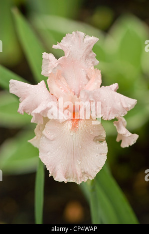 Nahaufnahme einer einzelnen blassrosa weißen bärtigen Irisblume mit Wassertröpfchen auf gerafften Blättern vor einem verschwommenen grünen Gartenhintergrund. Stockfoto