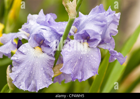 Nahaufnahme von zwei blassblauen Irisblumen mit Wassertropfen auf Rüschenblättern in einer Gartenumgebung. Stockfoto