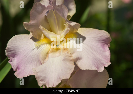 Nahaufnahme einer blassgelben rosa Irisblume, die in einem Garten mit sanftem Sonnenlicht und einem unscharfen grünen Hintergrund blüht. Stockfoto