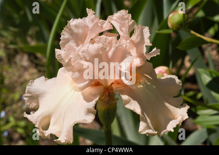 Nahaufnahme einer blassrosafarbenen, weißbärtigen Irisblume mit Rüschenblättern, die in einem Garten unter weichem natürlichem Sonnenlicht blühen. Stockfoto